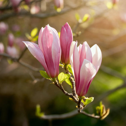 Magnolia Ricki – 12cm – Höhe ca. 30cm – Laubabwerfende Magnolie mit rosa Frühlingsblüten – Pflegeleicht für Beet, Balkon & Terrasse