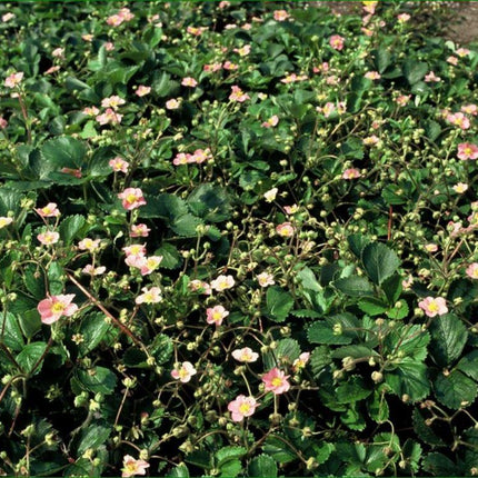 Fragaria vesca – 48 Pflanzen – ↕10-25cm – Ø9cm – Wald-Erdbeere – Bodendecker – Süße Früchte – Pflegeleicht – Beete & Steingärten