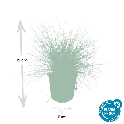 Blau-Schwingel – Festuca glauca 'Elijah Blue' – ↕10-25 cm – Ø9 cm – 6 Pflanzen – Ziergras – Blau-graues Gras – Pflegeleicht & Winterhart – Steingarten & Beete