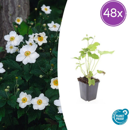 Anemone hyb. 'Honorine Jobert' – 48 Pflanzen – ↕10-25cm – Ø9cm – Herbstanemone Staude – Weiße Blüten Spätsommer/Herbst – Sonnig & Halbschatten