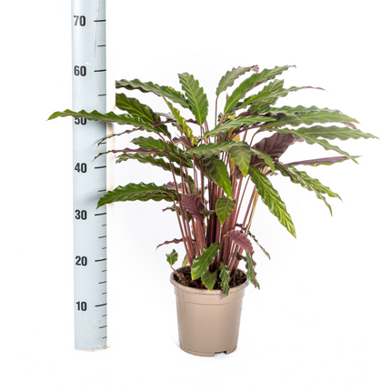 Korbmarante Calathea Rufibarba – Ø17 cm – ca. 40–50 cm hoch – Zimmerpflanze mit samtigen, welligen Blättern – Für Wohnzimmer & Büro