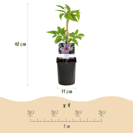 Kletterpflanze Clematis Hagley Hybrid – Rosa Blüten – Wenig Pflege – 2 Pflanzen – 11 cm Höhe 40 cm – Für Garten, Balkon & Pergolen