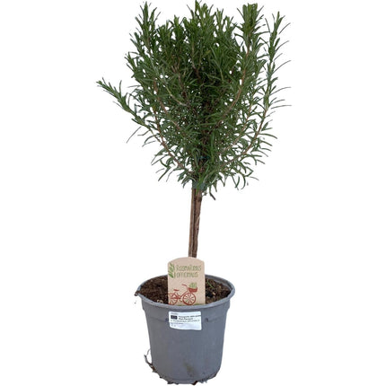 Rosmarin Rosmarinus officinalis – Ø14cm – ca.45cm hoch – Immergrünes Küchenkraut – Intensiv duftende Kräuterpflanze für Balkon Terrasse Garten & Küche