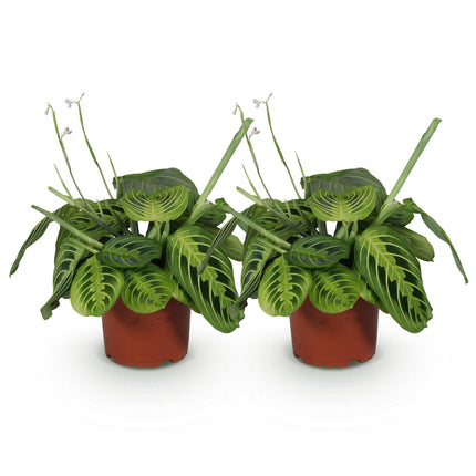 Maranta Fascinator Lemon Lime – 2 Pflanzen – Ø12cm Höhe30-35cm – Pfeilwurz Gebetspflanze mit gelber Blattaderung – Haustierfreundliche Zimmerpflanze