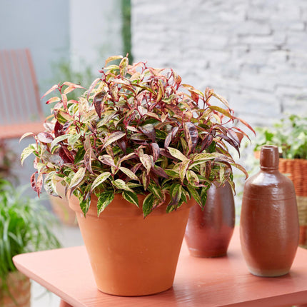 Traubenheide Leucothoe Makijaz – 17cm Höhe ca.45cm – Immergrün & farbintensiv – Braun – grünes Laub – Pflegeleichter dekorativer Zierstrauch