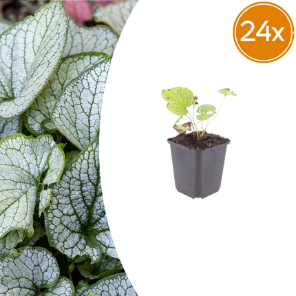 Brunnera macrophylla Jack Frost – 24 Pflanzen Kaukasusvergissmeinnicht – 10-25cm – Ø9cm – Winterharte Schattenstaude mit silbernem Zierlaub