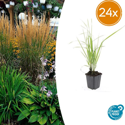 Calamagrostis acutiflora 'Karl Foerster' – 24 Pflanzen – ↕10-25cm – Ø9cm – Winterhartes Ziergras – Aufrechter Wuchs – Goldgelbe Blüten – Pflegeleicht & Strukturgebend