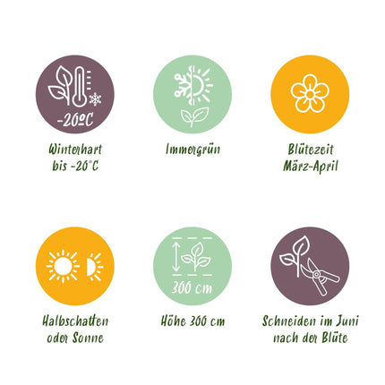 Kletterpflanze – Clematis armandii – Weiße Blüten – Immergrün – Duftend – 11cm – Höhe 40cm – Frühblüher – Pflegeleicht