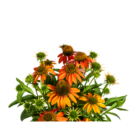 Echinacea purpurea Orange – Sonnenhut mit orangefarbenen Blüten – Ø 19 cm – Höhe 60–70 cm – Staudenpflanze – Für Beet & naturnahe Gärten – Sonniger Standort – Pflegeleicht