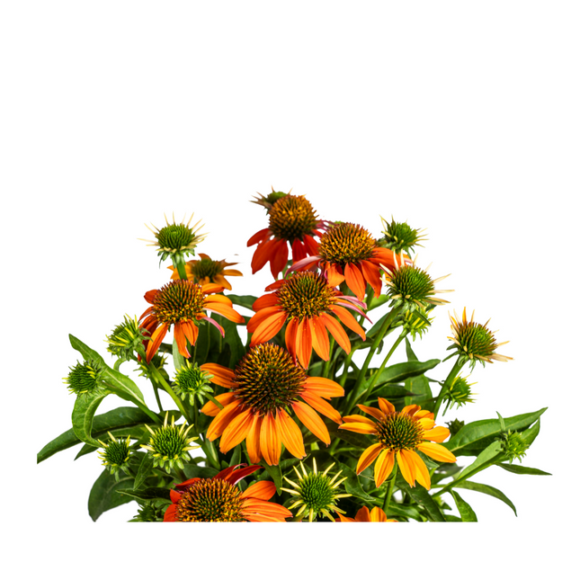 Echinacea purpurea Orange – Sonnenhut mit orangefarbenen Blüten – Ø 19 cm – Höhe 60–70 cm – Staudenpflanze – Für Beet & naturnahe Gärten – Sonniger Standort – Pflegeleicht