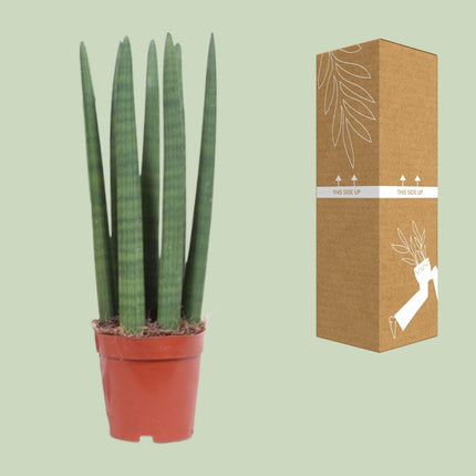 Schwiegermutterzunge – Sansevieria Straight – Zimmerpflanze – Ø12 cm – Ca. 40 cm hoch – Pflegeleicht & luftreinigend – Ideal für kleine Räume & halbschattige Standorte