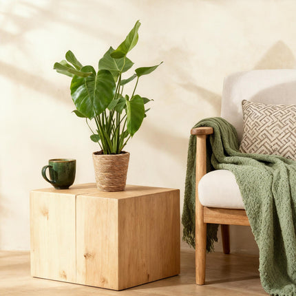 Monstera Deliciosa 2er Set inkl. Naturkorb – Zimmerpflanzen 50-55cm – Topf 17cm – Fensterblatt Grün