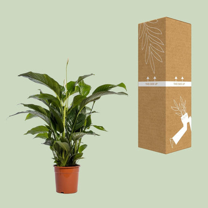 Einblatt – Spathiphyllum Bellini – Zimmerpflanze – Ø24 cm – ↕100 cm – Friedenslilie – Luftreinigend – Halbschatten – Pflegeleicht
