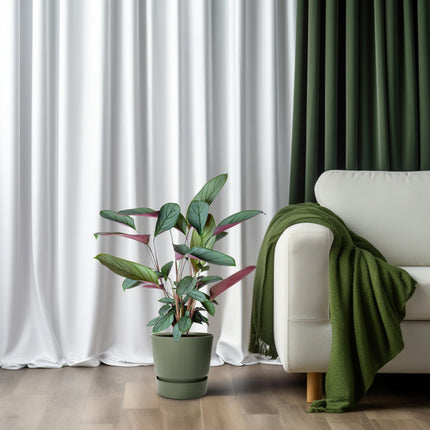 Ctenanthe Setosa – Ø17cm – ↕60cm – Tropische Zimmerpflanze mit auffälligem Blattmuster – Elegante Blattschmuckpflanze für Wohnzimmer, Büro & Wintergarten