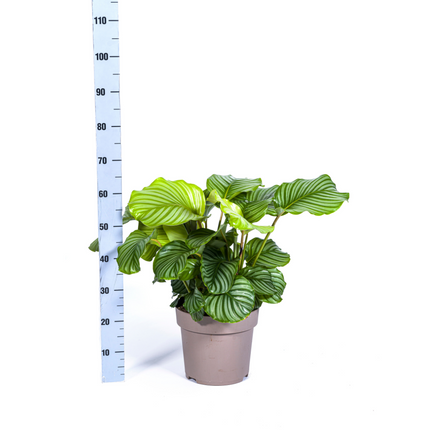 Korbmarante Calathea Orbifolia – Zimmerpflanze – Ø27cm – ↕70-90cm – große dekorative Blätter – pflegeleicht & tropisches Flair