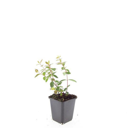 Hypericum dummeri 'Peter Dummer' – 24 Pflanzen – ↕10-25 cm – Ø9 cm – Winterhartes Johanniskraut – Gelbe Blüten – Bodendecker – Pflegeleicht