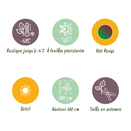 Bananenpflanze Musa sikkimensis Red Tiger – 6 Pflanzen – Winterhart – Obstpflanze – Topf Ø17 cm, Höhe 40 cm – Exotische Gartenbanane mit einzigartiger Farbenpracht