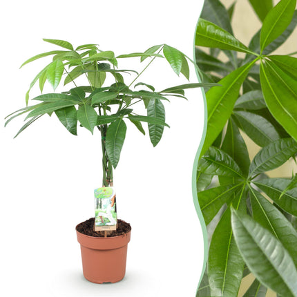 Pachira Aquatica Geflochtener Stamm – 60-70cm – 17cm – Pflegeleichter Geldbaum – Grüne Zimmerpflanze für Wohnzimmer & Büro – Luftreinigend & dekorativ