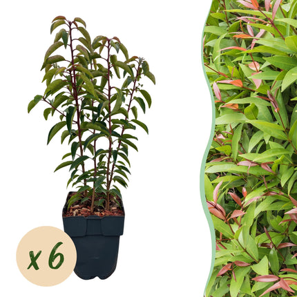 Chickasa – Pflaume – Prunus lusitanica Angustifolia – 6 Pflanzen – Heckenpflanze 1m – Immergrün – Blatt grün – 17cm – Höhe 50cm