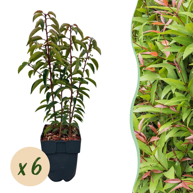 Chickasa – Pflaume – Prunus lusitanica Angustifolia – 6 Pflanzen – Heckenpflanze 1m – Immergrün – Blatt grün – 17cm – Höhe 50cm