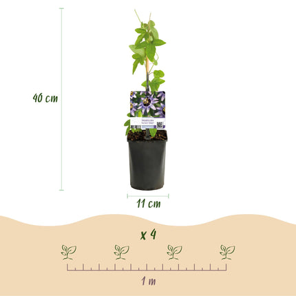 Passionsblume Passiflora Tricolour – Blüte Rosa, Weiß & Lila – Wenig Pflege – 3 Pflanzen – 11cm Höhe 40cm – Ideal für Balkon, Garten & Pergolen