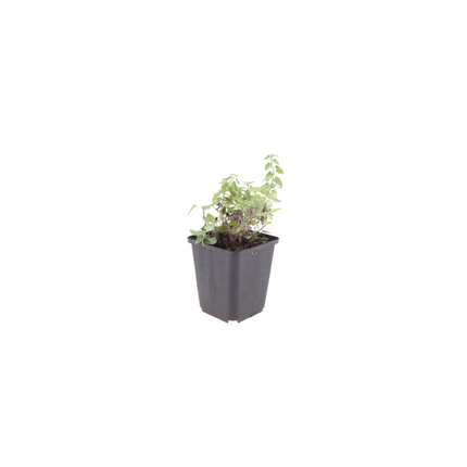 Nepeta faassenii Katzenminze – 24 Pflanzen – Ø9cm – Höhe 10-25cm – Lavendelblaue Sommerblüte – Winterharte Staude für Beet, Rabatte & Flächenpflanzung