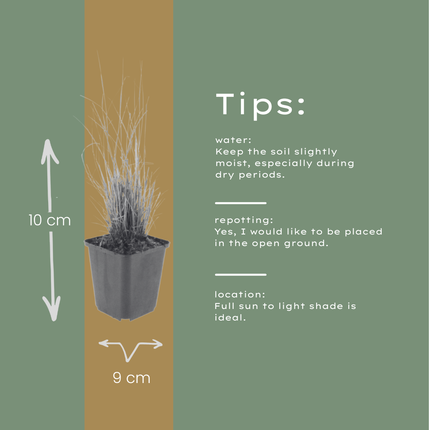Diamantgras Calamagrostis brachytricha – 24 Pflanzen – 10-25cm – Ø9cm – Winterhartes Ziergras mit rosafarbenen Blütenrispen