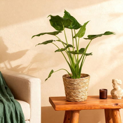 Alocasia Cucullata – Buddha – Hand – 65-70cm – 21cm inkl. Naturkorb – Pflegeleichte exotische Zimmerpflanze – Herzförmige glänzende Blätter