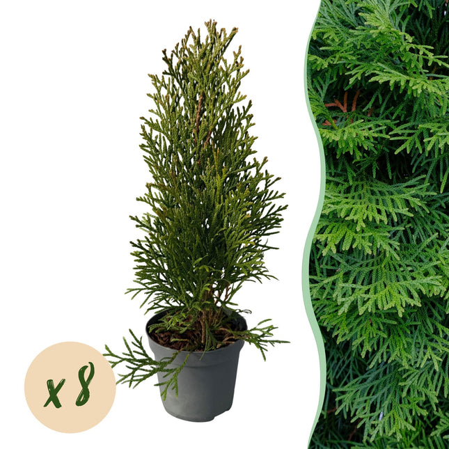 Lebensbaum Thuja occidentalis Smaragd – Immergrüne Heckenpflanze – 8 Pflanzen – 1 m – 9 cm Höhe 30–35 cm – Schnellwachsend & Pflegeleicht