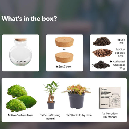 Flaschengarten Teddy – Bonsai – Ø25cm ↕26,5cm – Pflanzenterrarium mit LED – Kork – DIY Bausatz mit Ficus Ginseng Bonsai, Fittonia & Moos