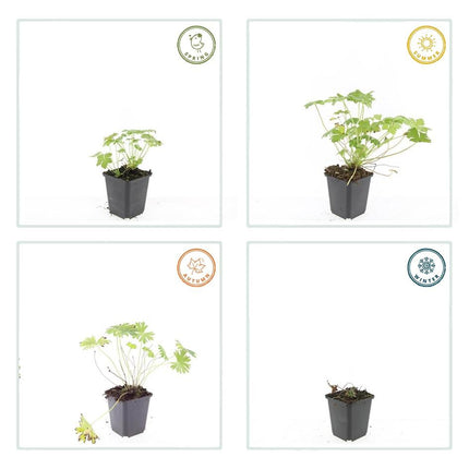 Blut-Storchschnabel Geranium 'Tiny Monster' – ↕10-25cm – Ø9cm – 6 Pflanzen – Kompakte, sommerblühende Staude für Beet, Kübel & Bodendecker – Pflegeleicht & robust