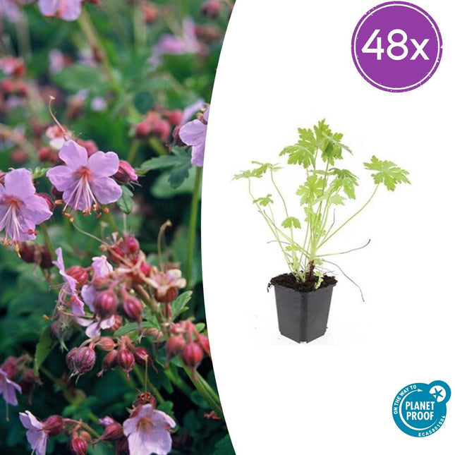 Geranium macrorrhizum – Bodendecker – 48 Pflanzen – Ø9cm – ↕10–25cm – Duftendes Laub & helle Blüten – Pflegeleicht & winterhart – Für Schatten & Sonne