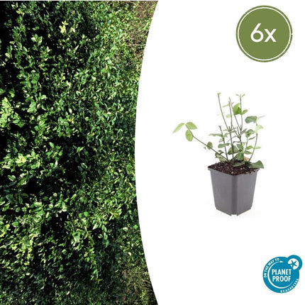 Purpur-Kriechspindel Euonymus fortunei 'Coloratus' – ↕10-25cm – Ø9cm – 6 Pflanzen – Winterharter Zierstrauch für Beete, Bodendecker & Hecken – Glänzendes Laub & purpurfarbene Beeren