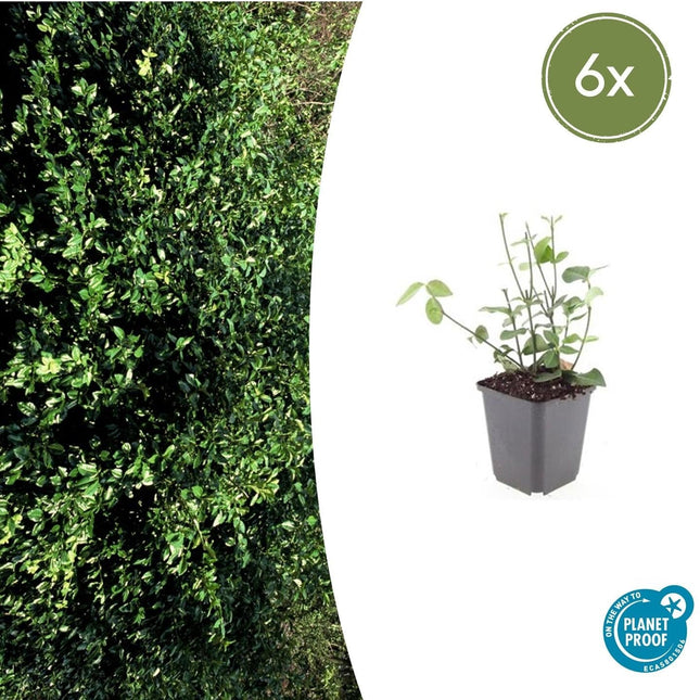 Purpur-Kriechspindel Euonymus fortunei 'Coloratus' – ↕10-25cm – Ø9cm – 6 Pflanzen – Winterharter Zierstrauch für Beete, Bodendecker & Hecken – Glänzendes Laub & purpurfarbene Beeren