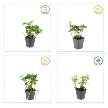 Pachysandra terminalis – 24 Pflanzen – ↕10-25cm – Ø9cm – Immergrün – Bodendecker – Schatten – Pflegeleicht – Japanischer Ysander