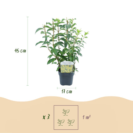 Forsythia intermedia Goldrausch – Zierstrauch mit gelben Blüten – 17cm – Höhe ca. 45cm – Schnellwachsender & pflegeleichter Blütenstrauch – Frosthart für Garten & Hecken