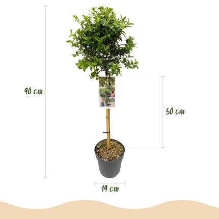 Euonymus fortunei ‘Harlequin’ – Immergrüne Stamm-Pflanze – Terrassen- & Gartenpflanze – pflegeleicht & kompakt – Topf Ø19cm – Höhe ca. 90cm
