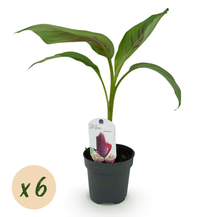 Bananenpflanze Musa sikkemensis Red Tiger – 6 Pflanzen – Winterhart – Obstpflanze – 12 cm, Höhe ca. 30 cm