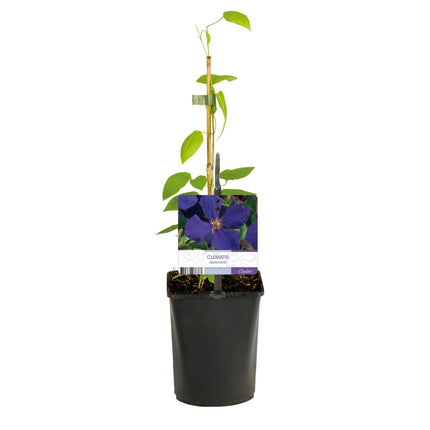 Kletterpflanze Clematis Jackmanii – Tiefviolette Blüten – Wenig Pflege – 2 Pflanzen – 11 cm Höhe 40 cm – Für Garten, Balkon & Pergolen