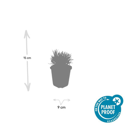 Weißer Lavendel Lavandula int. ‘Edelweiss’ – ↕10-25cm – Ø9cm – 20 Pflanzen – Winterhart & pflegeleicht – Duftende Blüten – Für Beete, Töpfe & Steingärten