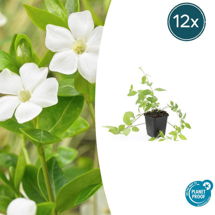Immergrün Vinca major 'Alba' – 12 Pflanzen – Weißblühender Bodendecker – Ø9cm – ↕10-25cm – Pflegeleicht & Ganzjährig – Für Schatten & Halbschatten