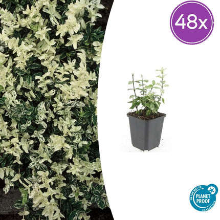 Euonymus fortunei 'Harlequin' – Buntlaubiger Bodendecker – 48 Pflanzen – Immergrün & winterhart – Ø9cm – ↕10–25cm – Für Beet, Topf & Schattenbereiche