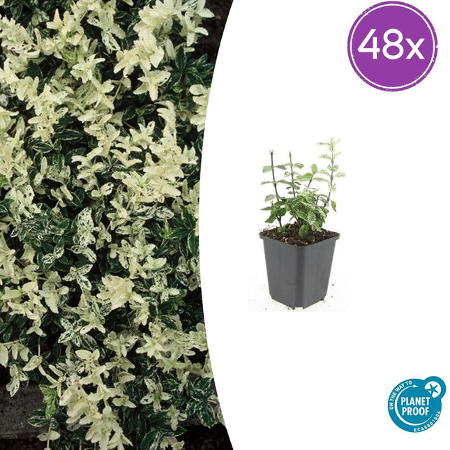 Euonymus fortunei 'Harlequin' – Buntlaubiger Bodendecker – 48 Pflanzen – Immergrün & winterhart – Ø9cm – ↕10–25cm – Für Beet, Topf & Schattenbereiche