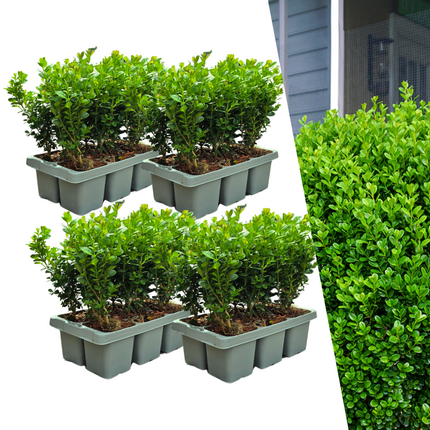 Buchsbaum – Buxus NewGen Freedom – 24 Pflanzen – Ø7 cm – ca. 15 cm hoch – winterhart & pilzresistent – ideal für Hecken & Formschnitt