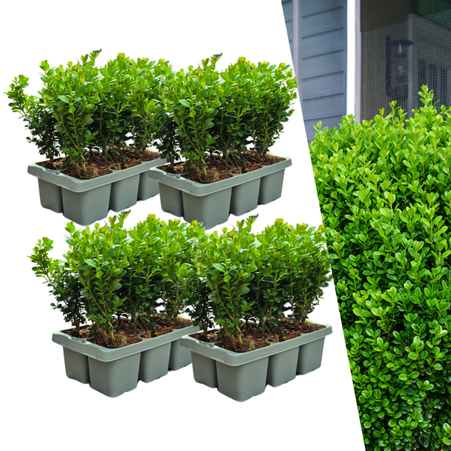 Buchsbaum – Buxus NewGen Freedom – 24 Pflanzen – Ø7 cm – ca. 15 cm hoch – winterhart & pilzresistent – ideal für Hecken & Formschnitt