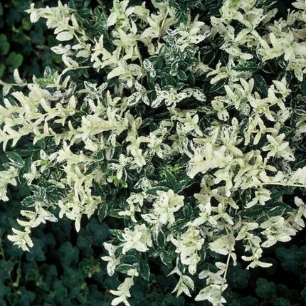 Kriechspindel – Euonymus fortunei 'Harlequin' – ↕10-25 cm – Ø9 cm – 6 Pflanzen – Bodendecker – Buntlaub – Sonne & Schatten – Pflegeleicht – Winterhart