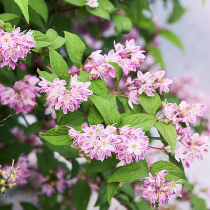 Sternchenstrauch – Deutzia hybrida Strawberry Fields – Rosa Blüten – Strauch – 17cm – Höhe 45cm – Wenig Pflege