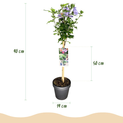 Hibiscus syriacus Tricolour – Blühende Stamm-Pflanze mit dreifarbigen Blüten – Laubabwerfend & pflegeleicht – Ø19 cm – Höhe ca. 90 cm – Für Terrasse & Balkon