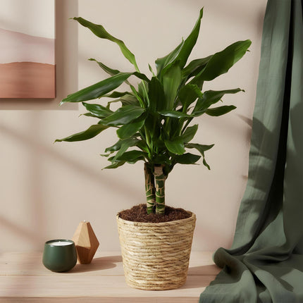 Dracaena fragrans Steudneri – 50-55cm – 17cm – Pflegeleichter Drachenbaum – Grüne Zimmerpflanze für Wohnzimmer, Büro & Schlafzimmer