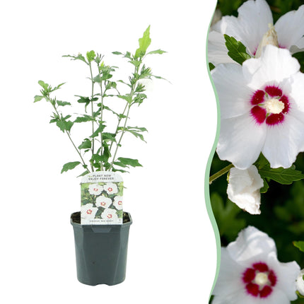 Garteneibisch Hibiscus syriacus Red Heart – Blüte Weiß mit Rotem Herzen – Strauch – Wenig Pflege – 17cm x H45cm – Sommerblüher & Bienenfreundlich